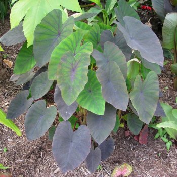 Colocasia esculenta (Kolokázia jedlá) ´MADEIRA´, kont. C7L, výška: 80-100 cm